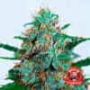 Critical Neville Haze Auto Reg.