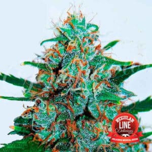 Critical Neville Haze Auto Reg.