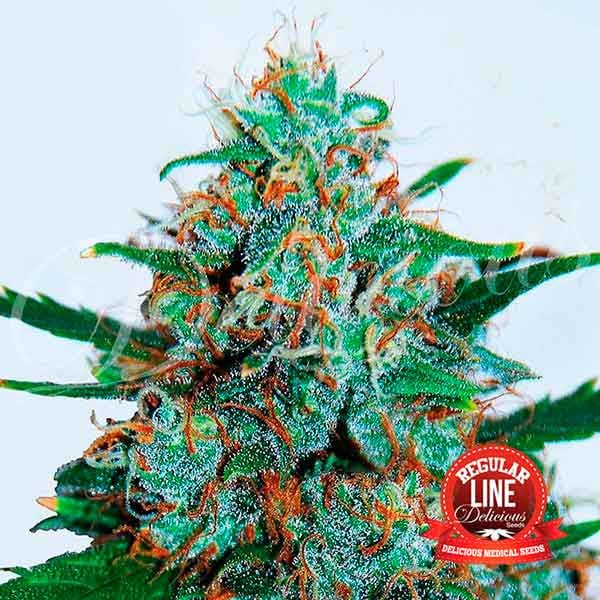 Critical Neville Haze Auto Reg.