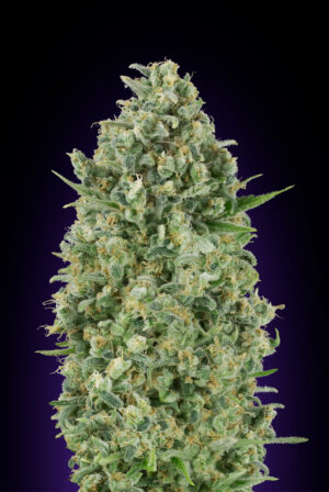 Critical Poison