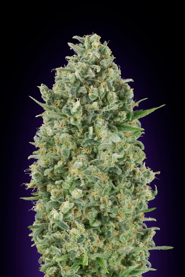 Critical Poison