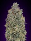 Critical Purple Kush