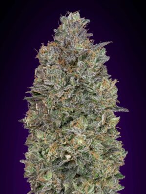 Critical Purple Kush
