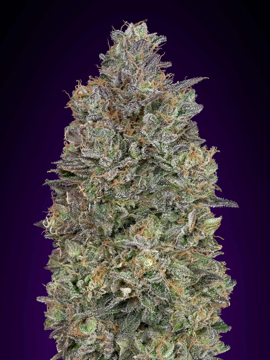 Critical Purple Kush