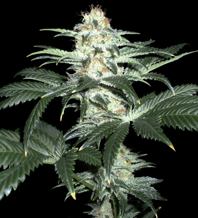 Critical Sensi Star