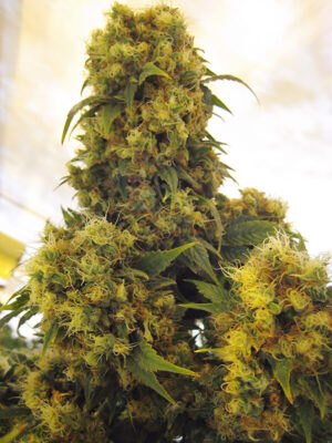 Critical Skunk Reg.