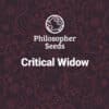Critical Widow (Philosopher Seeds)