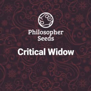 Critical Widow (Philosopher Seeds)
