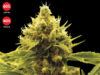 Critical x Cheese