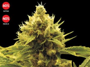 Critical x Cheese