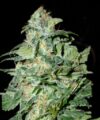 Crop Circle Auto