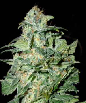 Crop Circle Auto