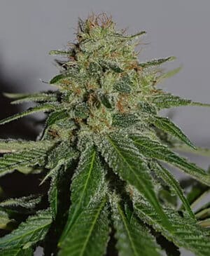 Crop Doctor