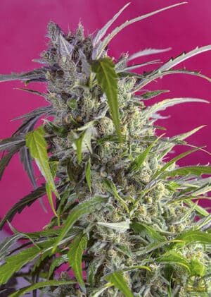 Crystal Candy Auto