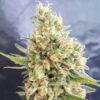 Crystal Dwarf Auto
