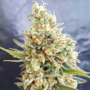 Crystal Dwarf Auto Reg.
