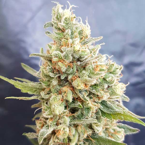 Crystal Dwarf Auto Reg.