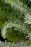 Crystal Gelato Auto