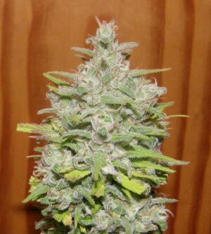 Crystal Meth (Dr. Underground)