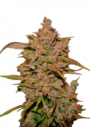 Crystal Meth (FastBuds)