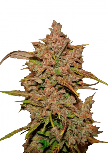 Crystal Meth (FastBuds)