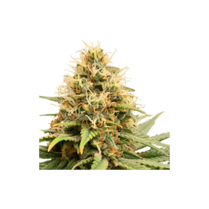 Crystal White Kush (SSSC)