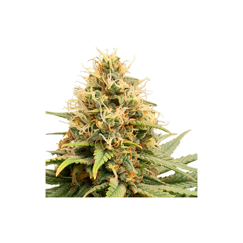 Crystal White Kush (SSSC)