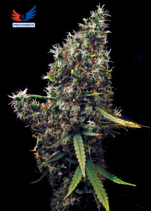 Cum Laude Sativa