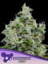 Dankberry Auto