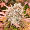 Dark Lemonade Auto