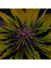 Dark Rose Auto CBD