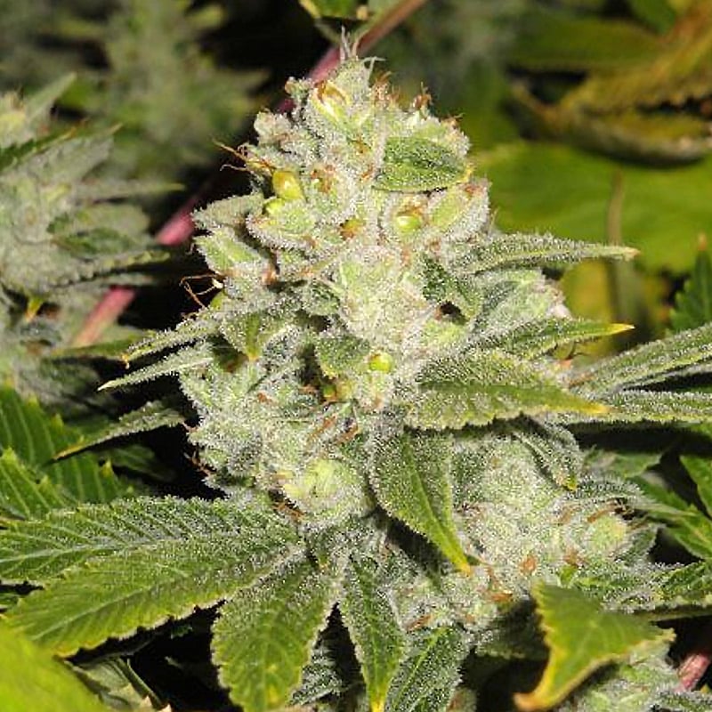 Dead Head OG