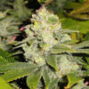 Dead Head OG
