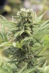 Dedoverde Haze