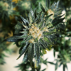 Deep Forest Super Auto