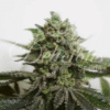 Delimed CBD Plus