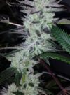 Delinquent OG