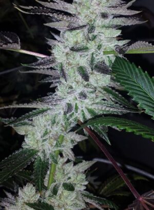 Delinquent OG