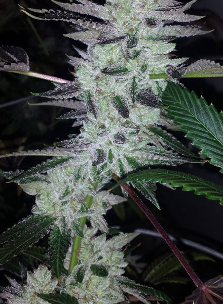 Delinquent OG