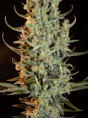 Desert Skunk