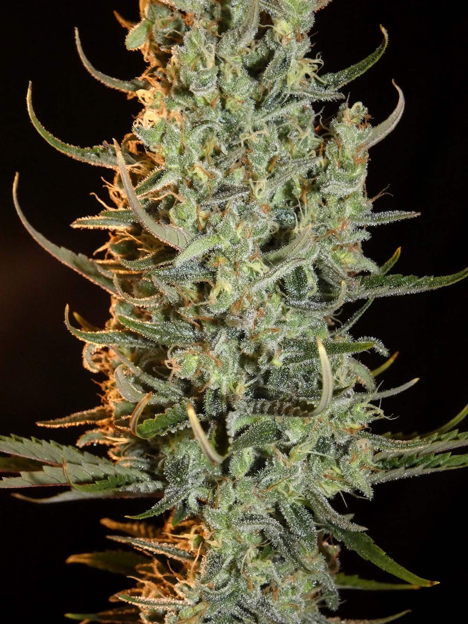 Desert Skunk