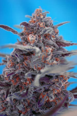 Devil Cream Auto