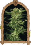 Devil Kush Reg.