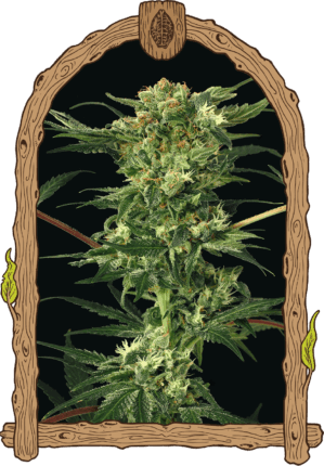 Devil Kush Reg.