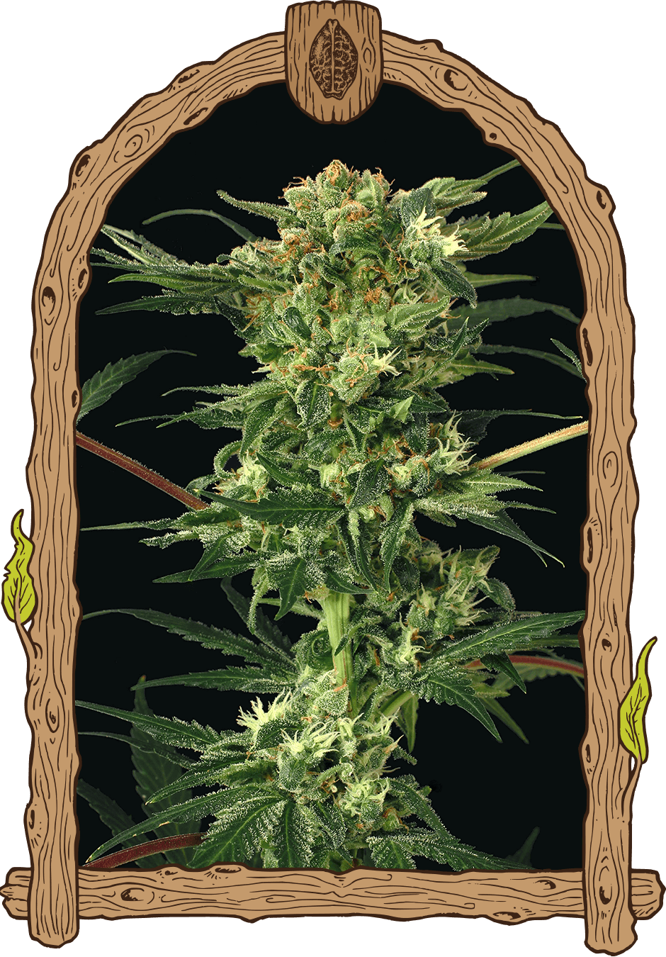 Devil Kush Reg.