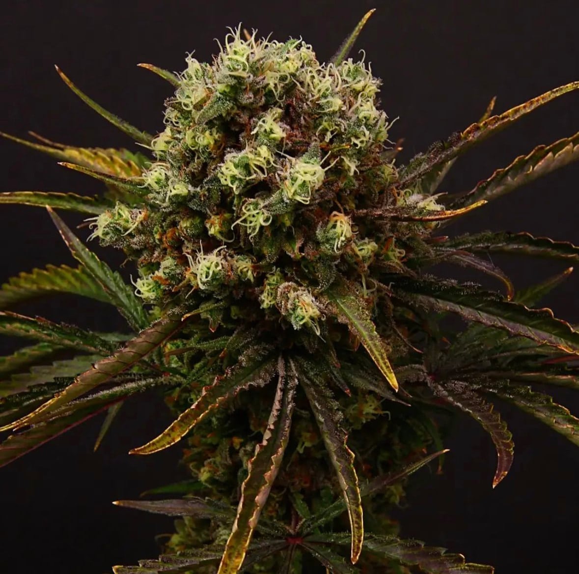 Diamante Citron Auto
