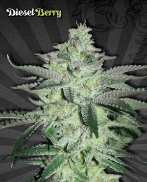 Diesel Berry