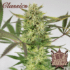Diesel (Buddha Seeds)