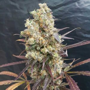 Diesel Devil Auto