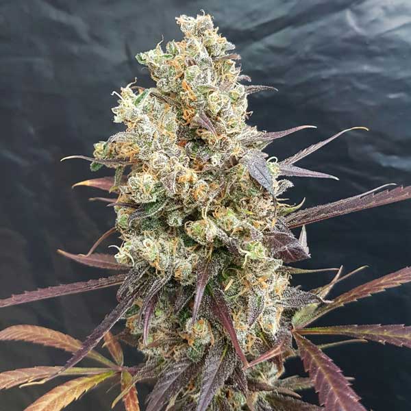 Diesel Devil Auto